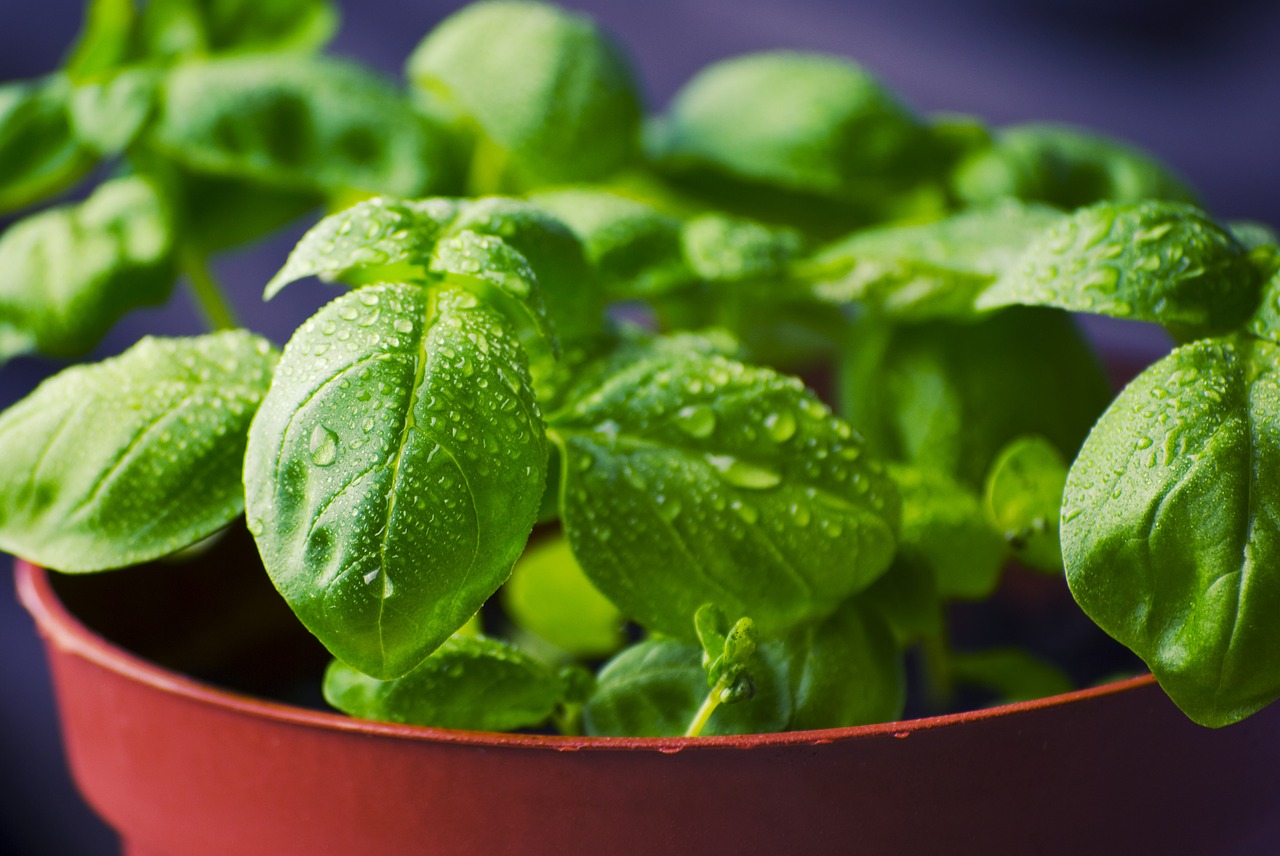 Ogródek warzywny w warunkach domowych – Jakie warzywa można hodować w domu?